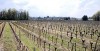 Vignoble Medoc 1