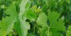 Vignoble Medoc 2
