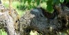Vignoble Medoc 3