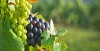 Vignoble Medoc 4