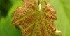 Vignoble Medoc 5
